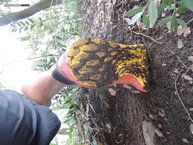 Acumulación de barro